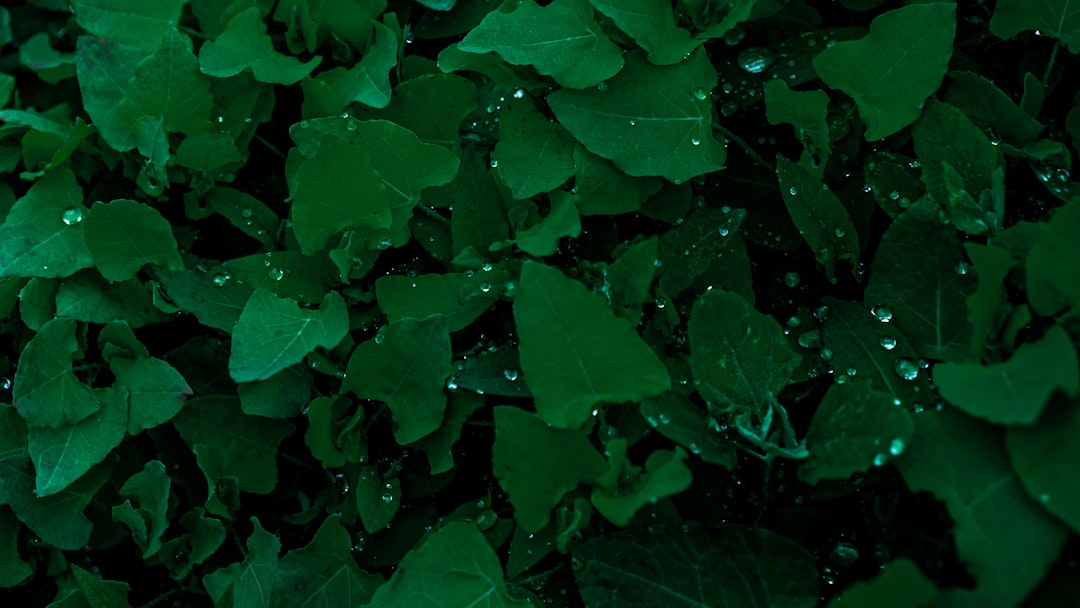 Photo Zielony Ład